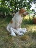 chiots de Salsa et Uron